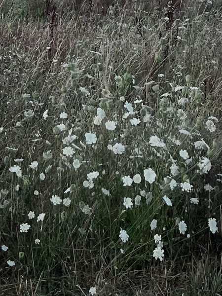 ForgetMeNot
